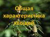 Общая характеристика хвощей