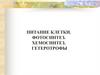 Питание клетки. Фотосинтез. Хемосинтез. Гетеротрофы