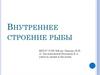 Внутреннее строение рыбы