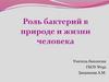 Роль бактерий в природе и жизни человека