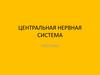 Центральная нервная система