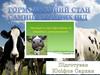 Гормональний стан самиць жуйних під час вагітності