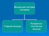 Мышечная система человека. Гладкие мышцы. Поперечнополосатые мышцы