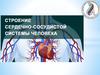 Строение сердечно-сосудистой системы
