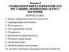 Этапы онтогенеза и факторы его регуляции. Морфогенез и рост растения