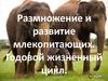Размножение и развитие млекопитающих. Годовой жизненный цикл