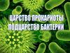 Царство Прокариоты. Подцарство Бактерии