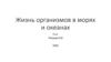 Жизнь организмов в морях и океанах. 5 класс