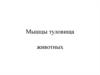 Мышцы туловища животных. Мультимедийный проект