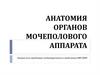 Анатомия органов мочеполового аппарата