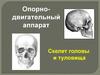 Опорно-двигательный аппарат. Скелет головы и туловища