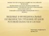 Видовые и функциональные особенности строения органов ротовой полости и глотки