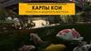 Карпы кои. Красота и мудрость Востока