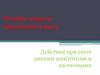Основы защиты населения в быту. Действия при укусе дикими животными и насекомыми