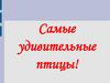 Самые удивительные птицы