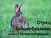 Отряд Зайцеобразные класса Млекопитающие
