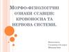 Морфо-фізіологічні ознаки ссавців: кровоносна та нервова системи