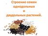 Строение семян однодольных и двудольных растений