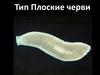 Тип Плоские черви