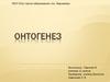 Онтогенез 11 класс