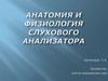 анатомия и физиология звукового анализатора