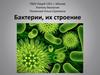 Бактерии, их строение