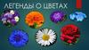 Легенды о цветах