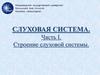 Слуховая система. Строение. Часть i
