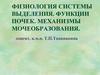 Физиология системы выделения. Функции почек. Механизмы мочеобразования
