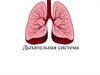 Дыхательная система