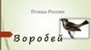 Птицы России. Воробей