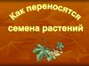 Как переносятся семена растений