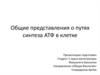 Общие представления о путях синтеза АТФ в клетке