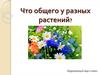 Что общего у разных растений. Окружающий мир. 1 класс