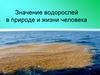 Значение водорослей в природе и жизни человека