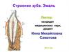 Строение зуба. Эмаль