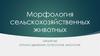 Морфология сельскохозяйственных животных. Аппарат движения. Остеология, миология