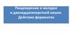 Пищеварение в желудке и двенадцатиперстной кишке. Действие ферментов