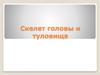 Скелет головы и туловища