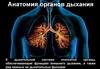 Анатомия органов дыхания