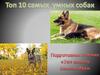 Топ 10 самых умных собак в мире
