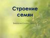 Строение семян. 6 класс