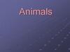 Animals