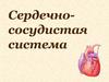 Сердечно-сосудистая система. Кровообращение