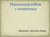 Патология зубов у животных