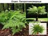 Отдел Папоротниковидные