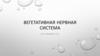 Вегетативная нервная система