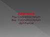 Дифтерия. Род Corynebacterium. Вид Corynebacterium diphtheriae