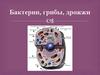 Морфология. Бактерии, грибы, дрожжи