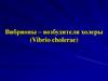 Вибрионы – возбудители холеры (Vibrio cholerae)